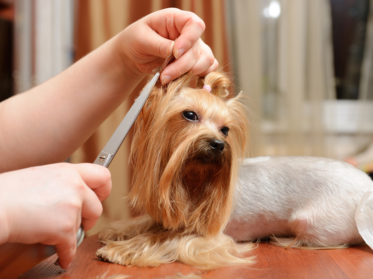 Building Your Dog Grooming Business Website