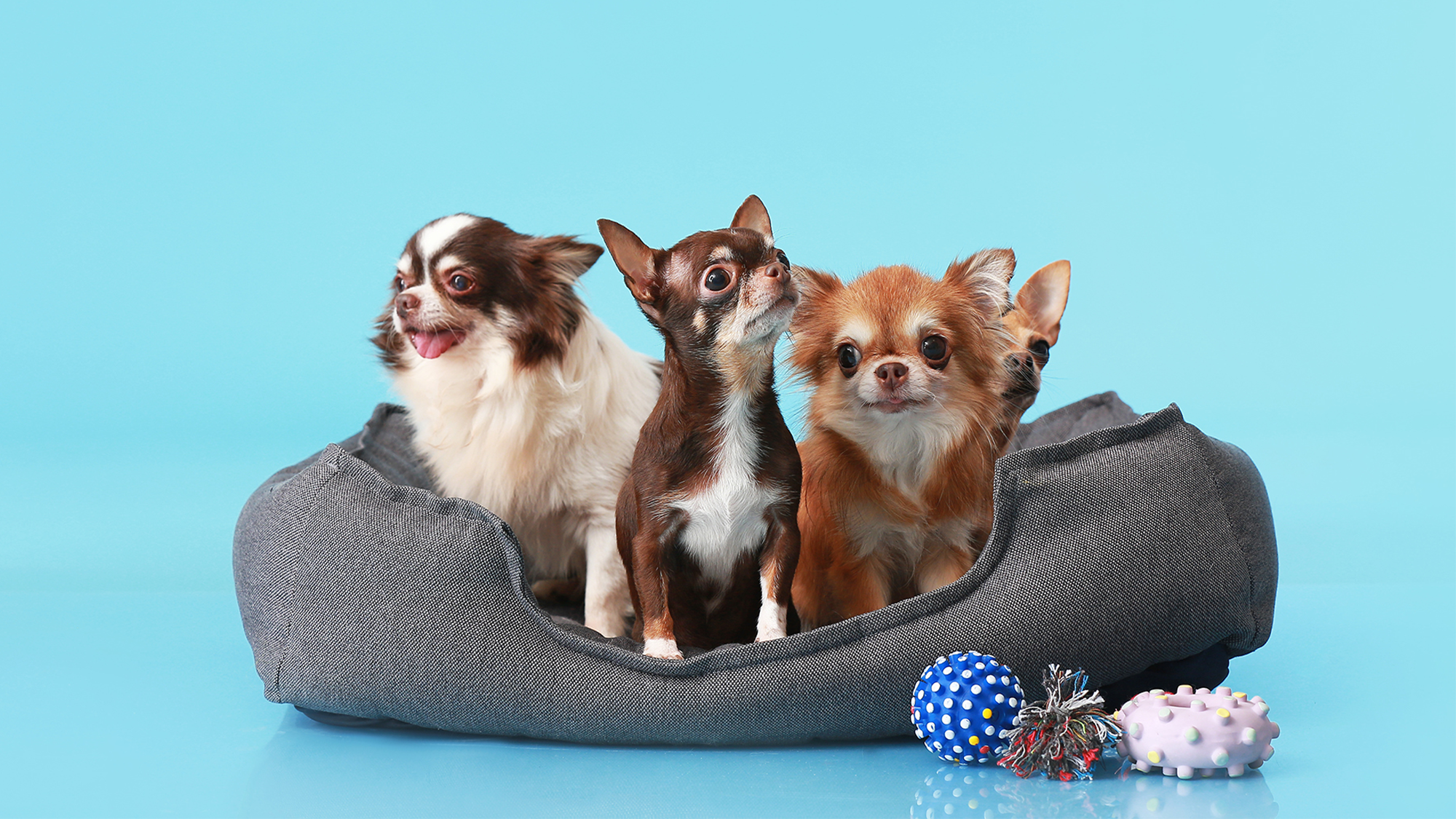 The Complete Guide to Building a Dog Groomer Websites